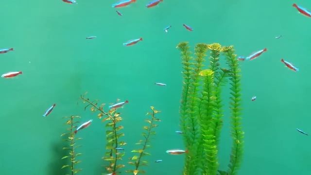 Neon Tetra Fish - Рыбка Неон голубой (Paracheirodon innesi) смотреть онлайн