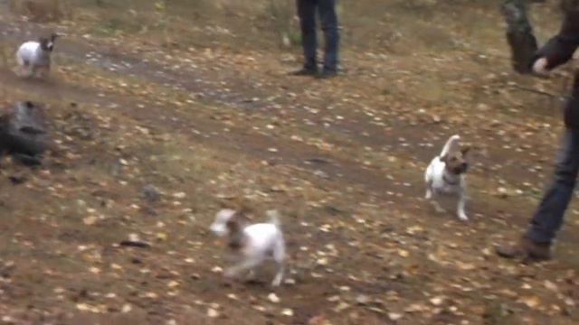 Гульки 17.10.2010 смотреть онлайн