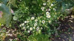 Матрикария  непритязательный, но трогательный цветок для сада