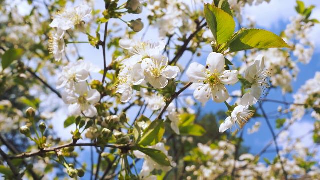 Wake Up Music   Morning Mood   Piano Music To Awaken Cherry Blossoms