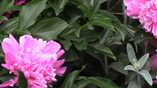 Пионы.Нежный аромат и розовый восторг. смотреть онлайн