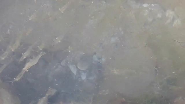 Черное море. Креветки часть 2. Black Sea. Shrimp part 2. смотреть онлайн