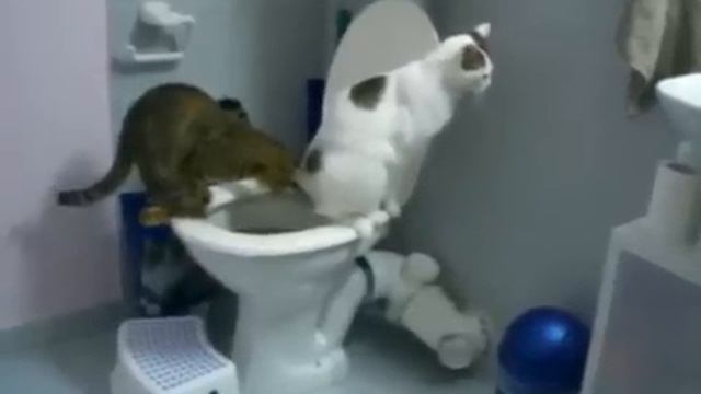 Кошка учит молодого кота какать в унитаз, супер ржачно! смотреть онлайн