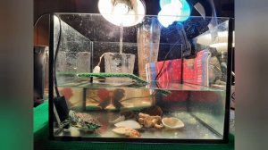 Аквариум для красноухой черепахи. Акватеррариум