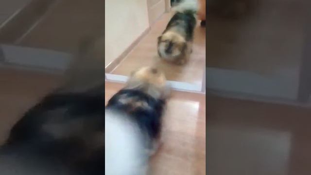 Мики Играет Сам Собой 2 смотреть онлайн