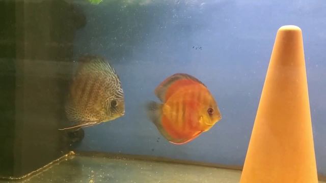 ?Наши новогодние дискусы#discus#дискусы#разведениедискусов#малькидискусов