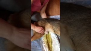 Сцеживание Собаки (кабеля)