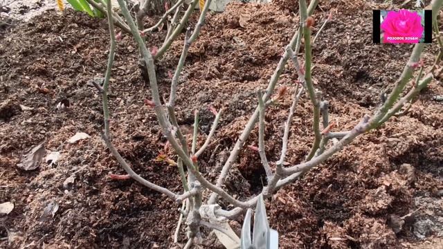 ФОРМИРУЮЩАЯ ОБРЕЗКА ЧАЙНО-ГИБРИДНОЙ РОЗЫ. НАЧИНАЮЩИМ. смотреть онлайн