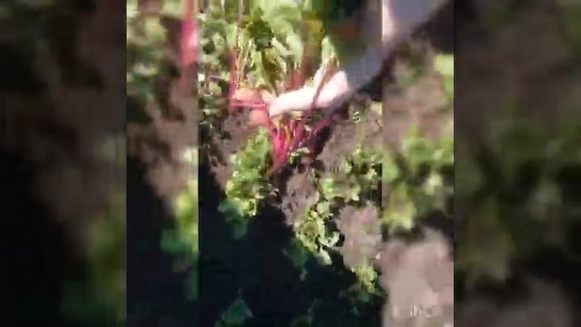 Варю свекольный суп, добавляю WELLNESS суп спаржа