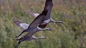 Далеко-далеко, далеко журавли улетели