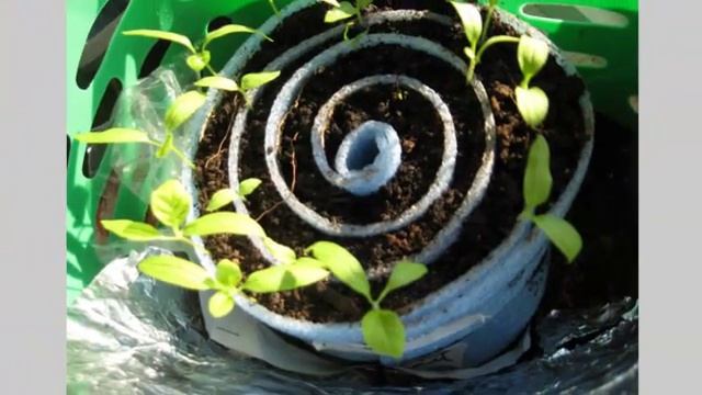 Земля для рассады. Неожиданные обитатели смотреть онлайн