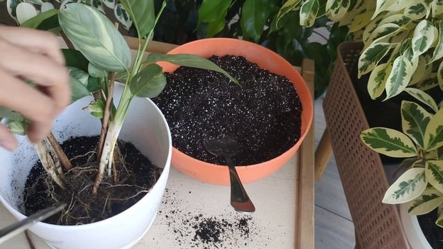 КАЛАТЕЯ ЛУББЕРСА. Особенности и правильный уход. Влаголюбивое теневыносливое растение смотреть онлайн