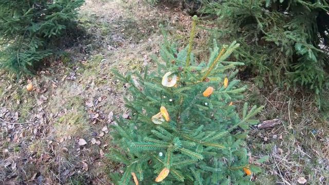 карловы вары чехия: поход на руины svaty linhart смотреть онлайн