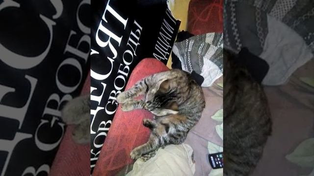 Прикольная кошка смотреть онлайн