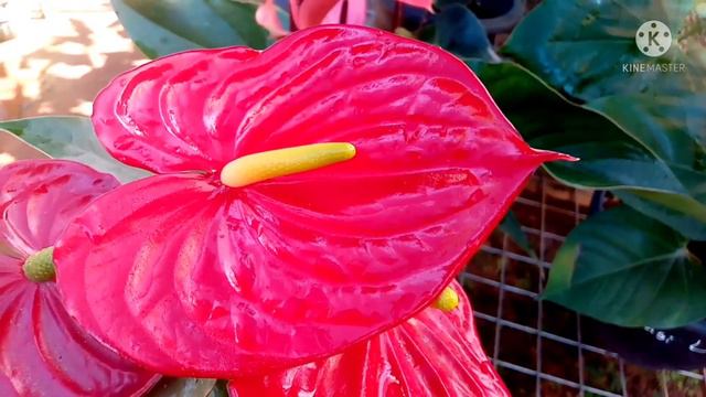 බැන්කොක් ඇන්තූරියම් වර්ග සහ මිල .How to grow Anthurium plant price in sinhala. смотреть онлайн