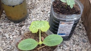 Лучшее удобрение для рассады в домашних условиях / Калийная подкормка рассады