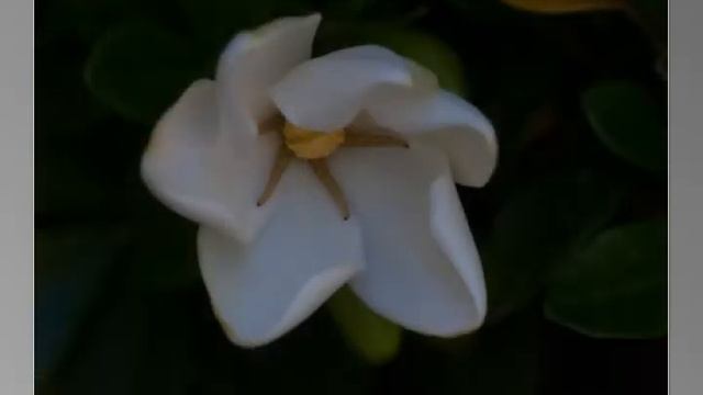 Gardenia Blooming смотреть онлайн