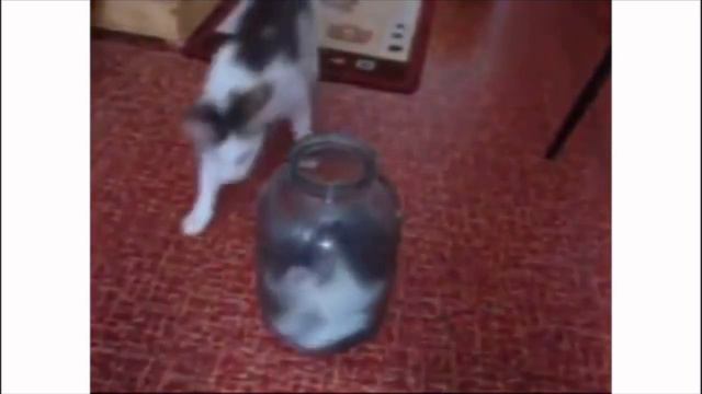 Котёнок не мог вылезти из банки. Посмотри, что сделала кошка… это надо видеть! Мама остается мамой смотреть онлайн