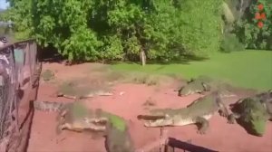 Гребнистый Крокодил на охоте. Самые эпичные битвы диких животных "за 5 минут"