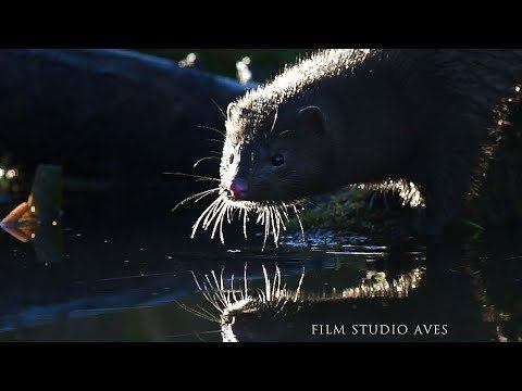 Американская норка на охоте и на рыбалке | Film Studio Aves смотреть онлайн