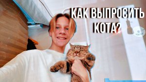 Как выпросить кота у родителей?