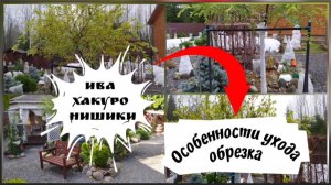 Ива Хакуро Нишики на штамбе.Особенности ухода , обрезка.