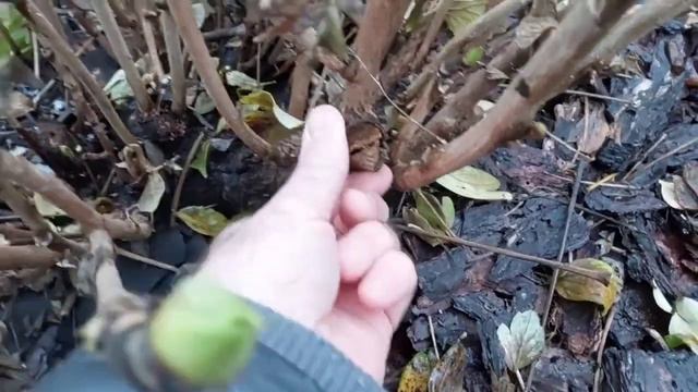 Обрізка деревовидного піона. Супер результат не забариться! смотреть онлайн
