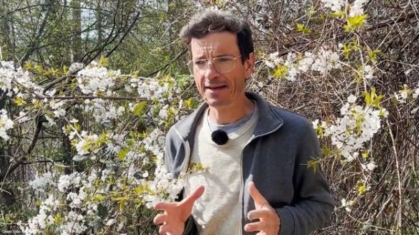 Prunus avium - Vogelkirsche, Beschreibung, Ansprüche, Frucht, Standort