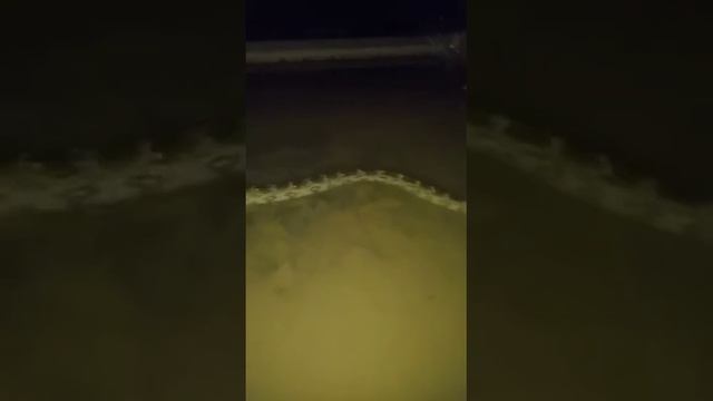 Huge Python have crossing the river at Night. смотреть онлайн