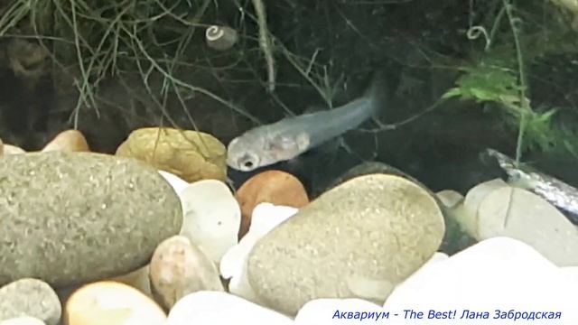 Дисковая пецилия родила в малявочнике первых мальков смотреть онлайн
