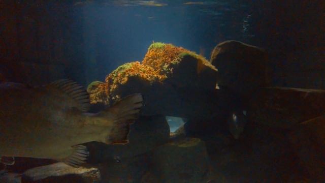 Sea Life Munich in 3 minutes - Travel Germany [4K] смотреть онлайн