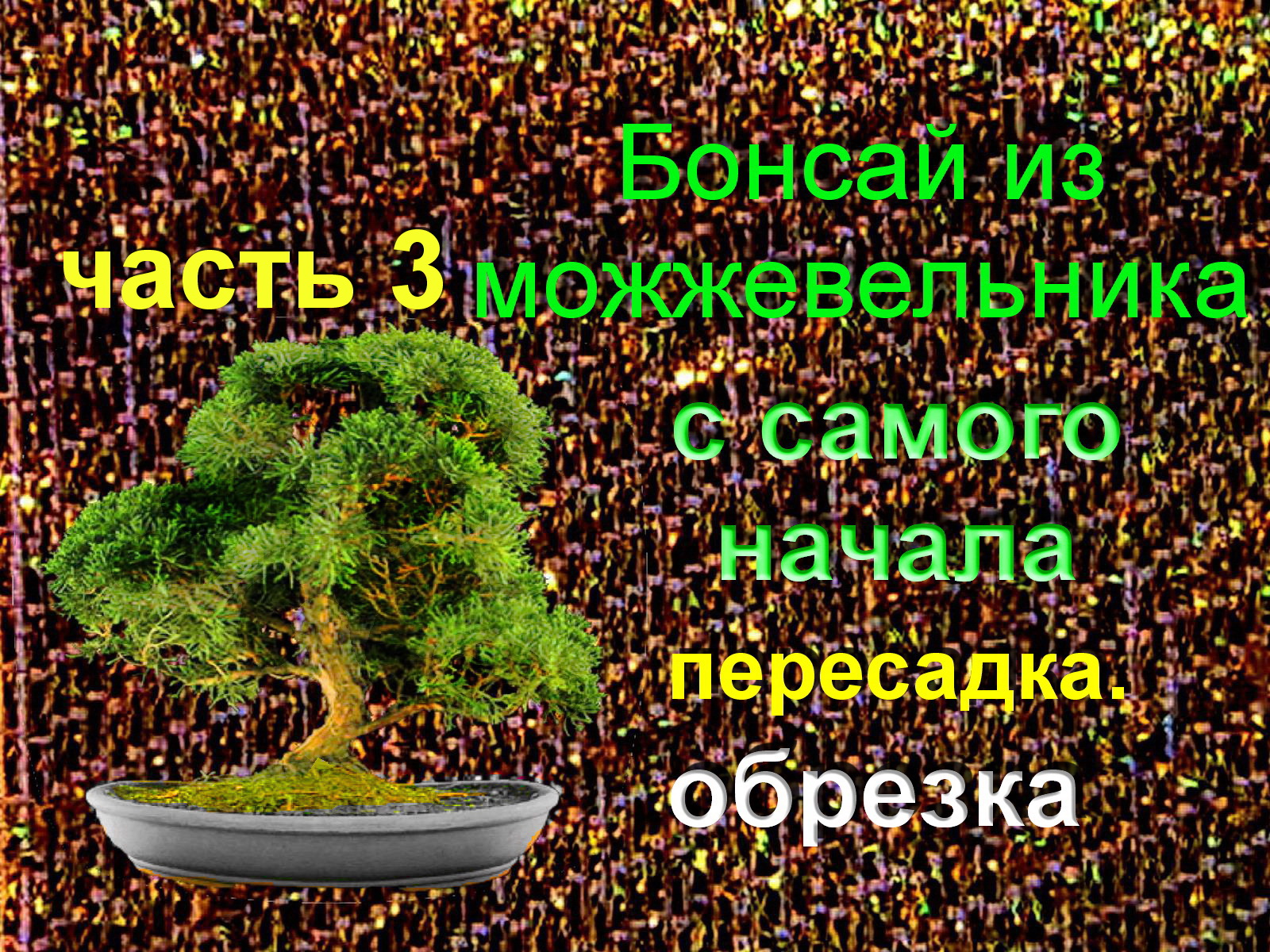 3.6Бонсай из можжевельника пересадка и обрезка часть 3.mp4