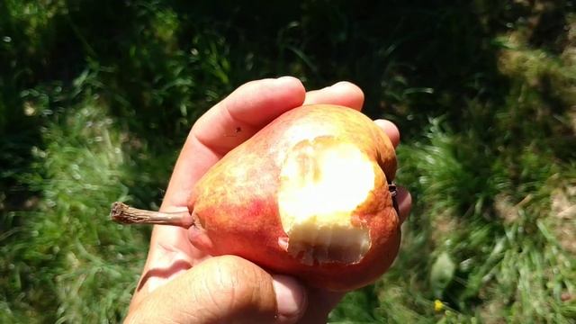 Williams Red Bartlett Pears (Pyrus communis) смотреть онлайн
