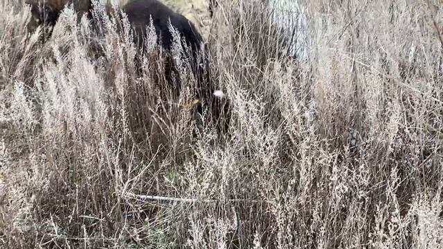 Так рано мы еще не выходили на пастбища, март! / Пастбищный сезон 2023 открыт / окоты продолжаются смотреть онлайн