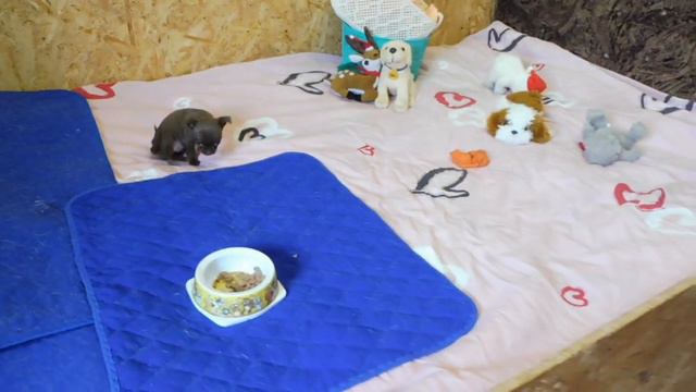 #ЧИХУА ЩЕНКИ ПРОДАЮ#ЩЕНКИ ПРИВИТЫ , ЧИПИРОВАНЫ#ПИТОМНИКРКФМАРИМИСТИК#VLOG ЖИЗНЬ СОБАЧЕК ПОРОДЫ ЧИХУ смотреть онлайн