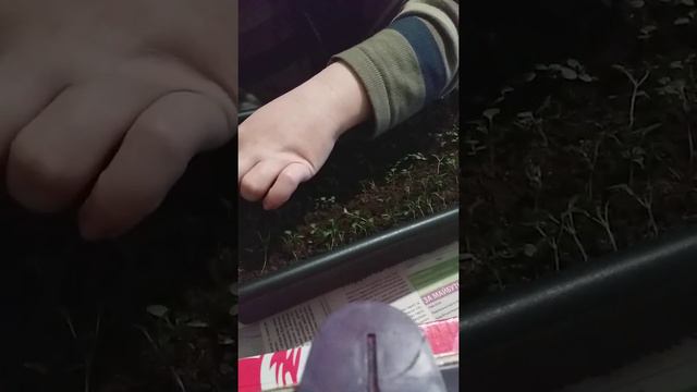 ПОДСЫПТЕ ТАК РАССАДУ ПОДЛЕЙТЕ КАЛЬЦИНИТОМ И УВИДИТЕ РЕЗУЛЬТАТ!!! смотреть онлайн