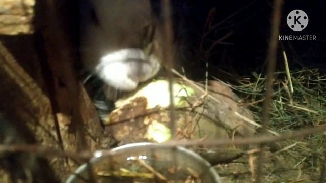 Чем кормить кроликов зимой смотреть онлайн