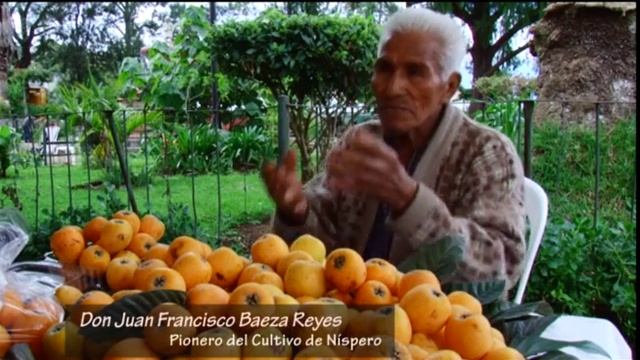 Historia del Cultivo del Nispero смотреть онлайн