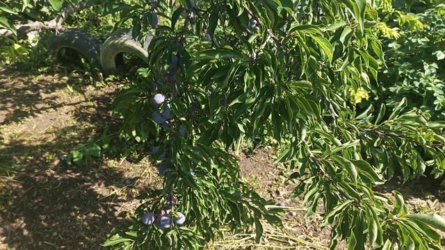 Ответ на комментарии. смотреть онлайн