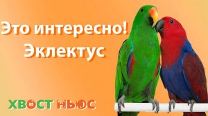 Это интересно! Эклектус