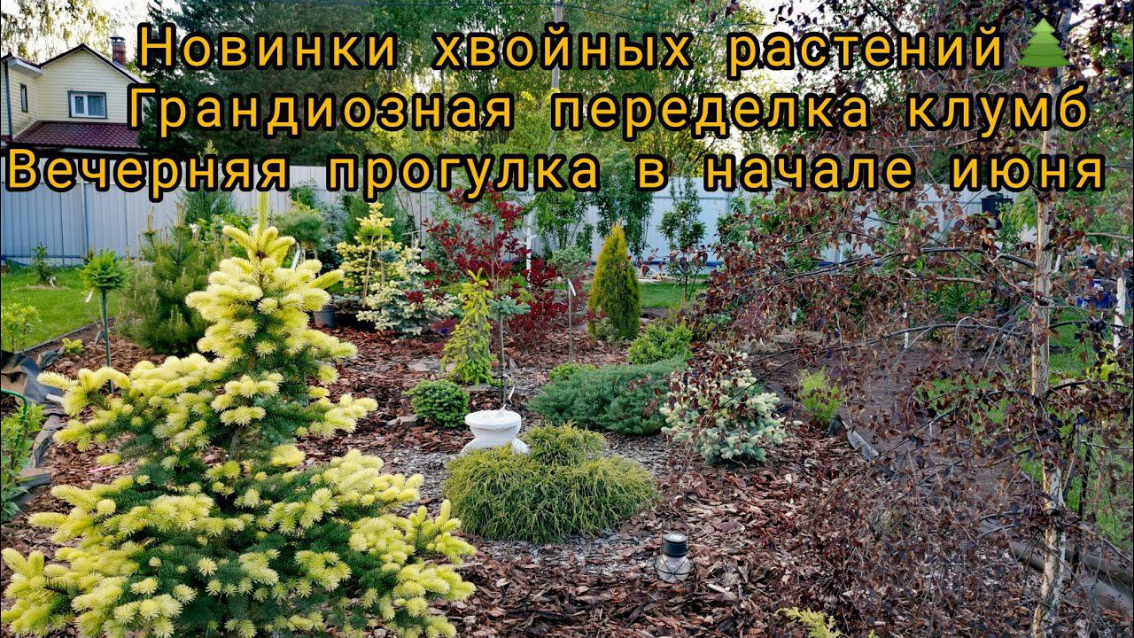 Новинки хвойных растений Грандиозная переделка клумб Вечерняя прогулка в начале июня 06.06.2023 смотреть онлайн