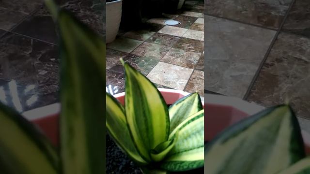Sansevieria Trifasciata 'Golden Hahnii'