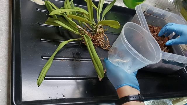 Пересадка каттлеи, или последний шанс! смотреть онлайн