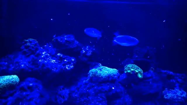 takifugu ocellatus by night смотреть онлайн