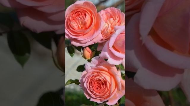 Abraham Darby|Абрахам Дарби Роза Остина смотреть онлайн