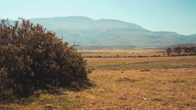 Мир фактов. 33 интересных фактов о жирафах.Необычное животное,о котом мы многое не знаем. смотреть онлайн