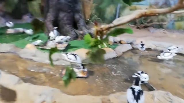 РОЗОВЫЕ ФЛАМИНГО, ЭМУ И ДРУГИЕ ПТИЦЫ 🦆 смотреть онлайн