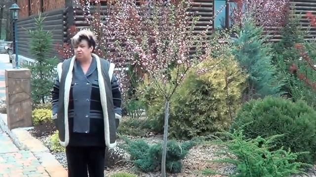 Миндаль . Миндаль Ложный ( Бобовник И Луизиания). Декоративные Садовые Кустарники смотреть онлайн