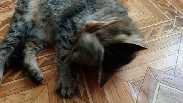 Дали кошке валерьянку смотреть онлайн