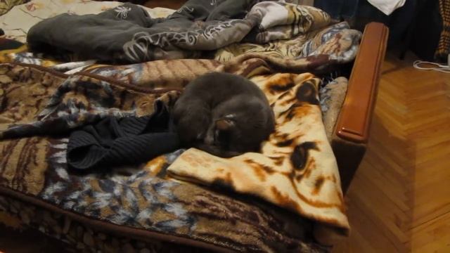 УНИКАЛЬНЫЙ ЭКСПЕРИМЕНТ С КОШКОЙ! Нужен ли женщине мужчина? смотреть онлайн